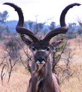 kudu-bull